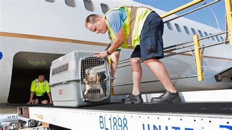Pet shipping companies. Things To Know About Pet shipping companies. 
